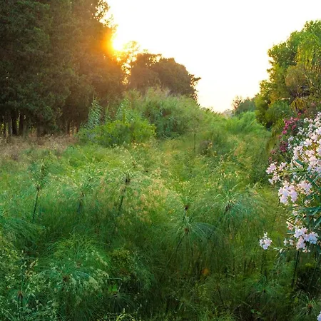 Farma Dei Papiri Fonte Ciane *