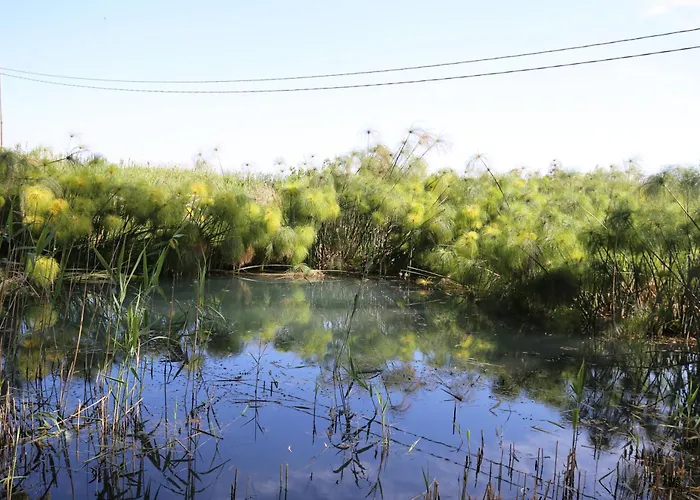 Dei Papiri Fonte Ciane *